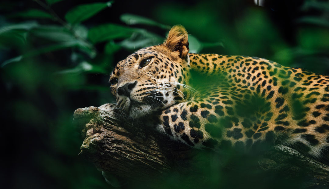 the-amazon-rainforest-Peru-animals